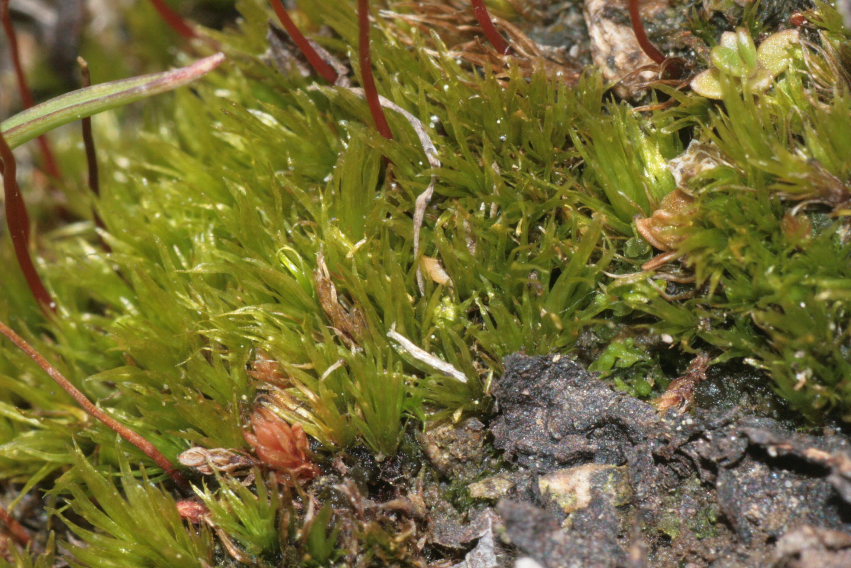 meesia-moss-meesia-uliginosa.jpg