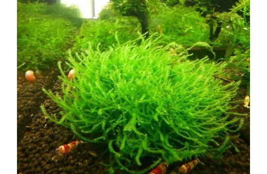 mini-pearl-moss-blepharostoma-trichophyllum.jpg