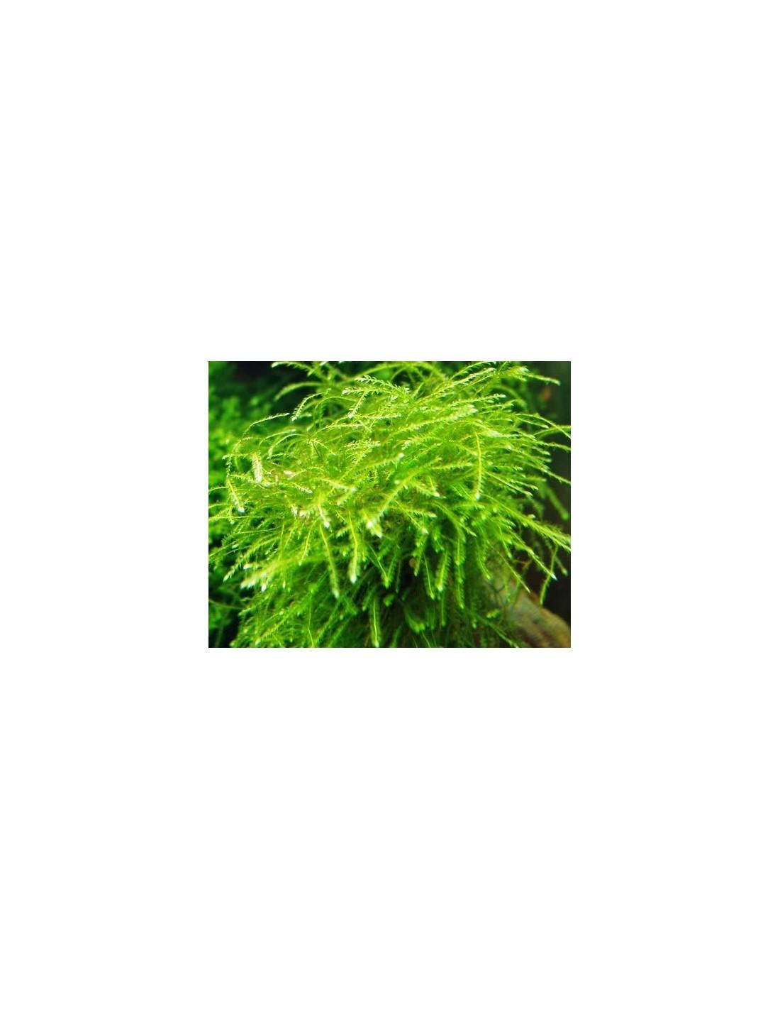 mini-taiwan-moss-isopterygium-sp-malla-6x6.jpg