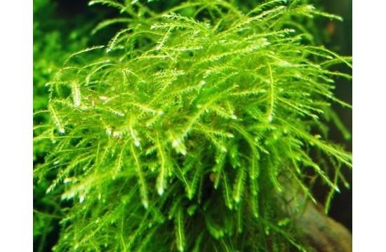 mini-taiwan-moss-isopterygium-sp-malla-6x6.jpg