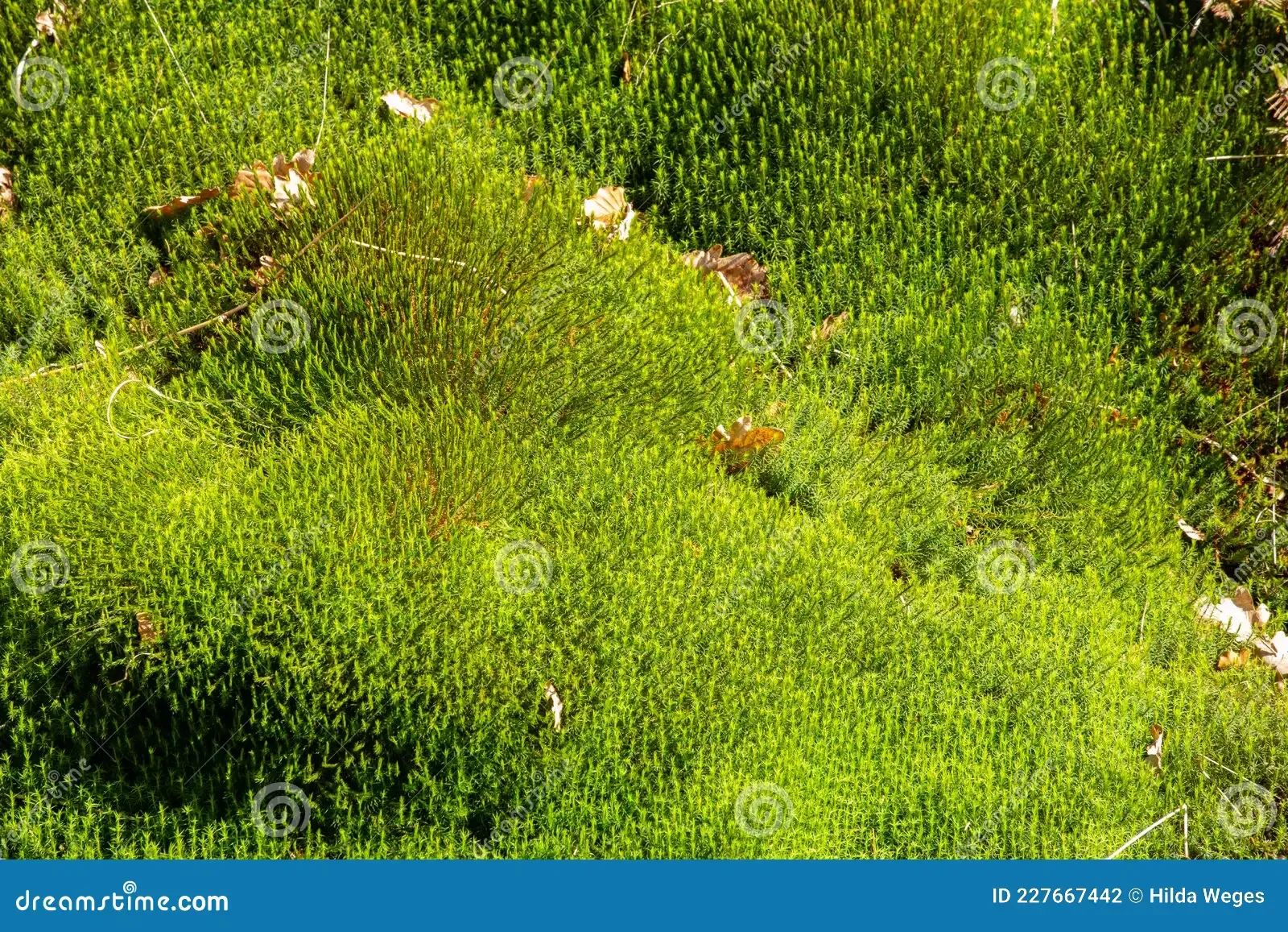 mnium-hornum-star-moss-forest-along-ditch-middle-227667442.jpg