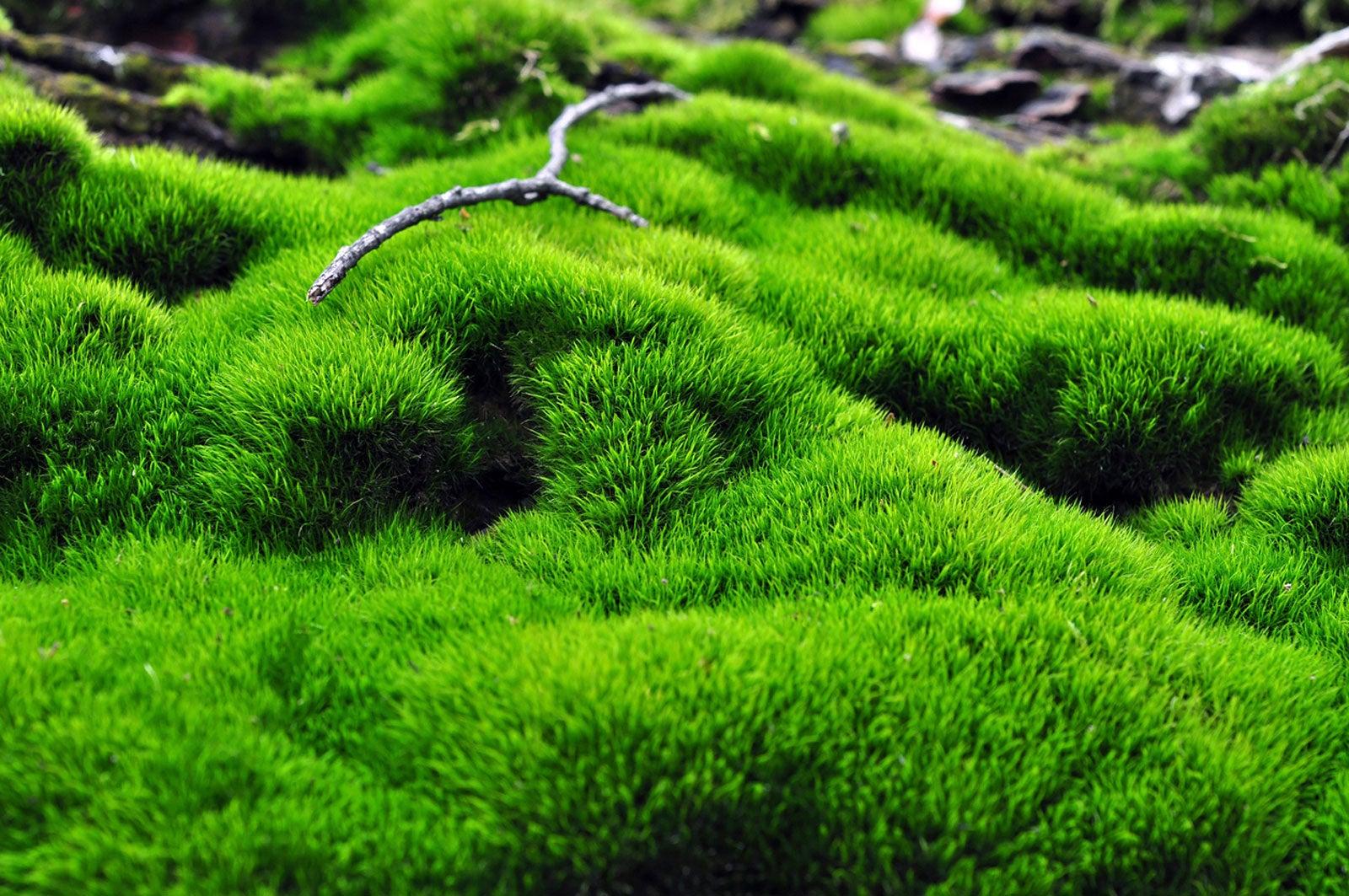 moss.jpg