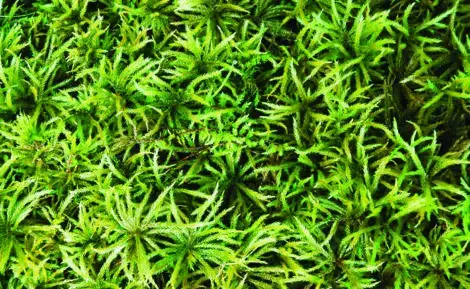 moss-Climacium-470x289.jpg