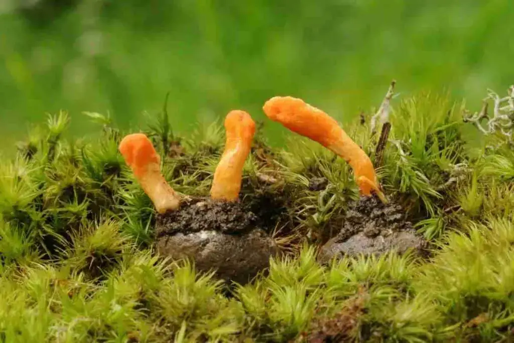 Moss and fungus