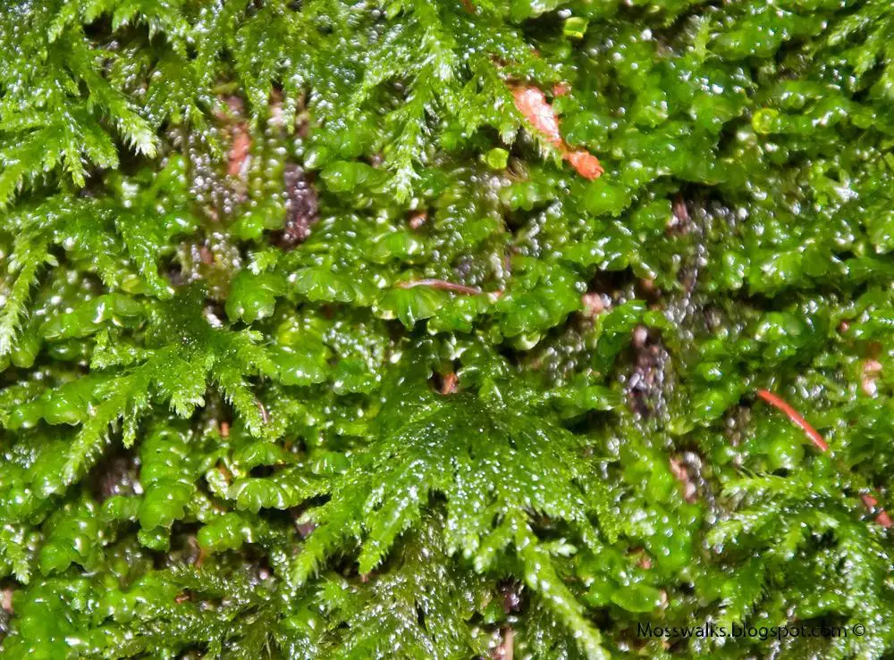 moss-and-scapania-liverwort.jpg