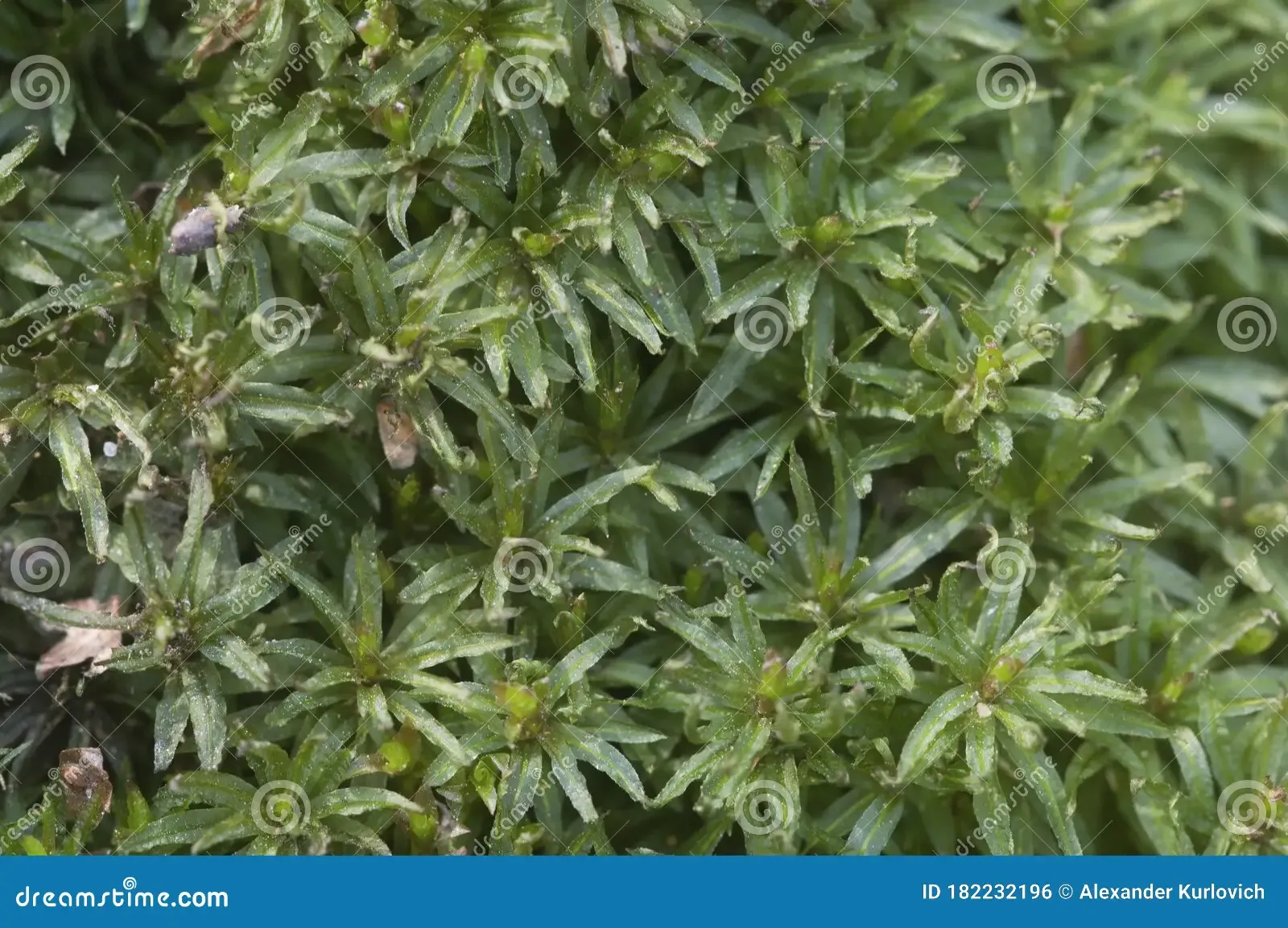 moss-atrichum-undulatum-close-up-shot-local-focus-182232196.jpg