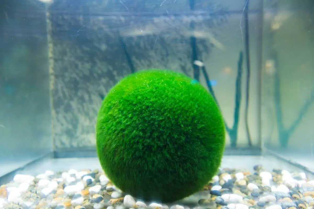 Do Moss Balls Need Food? Moss Ball Care!