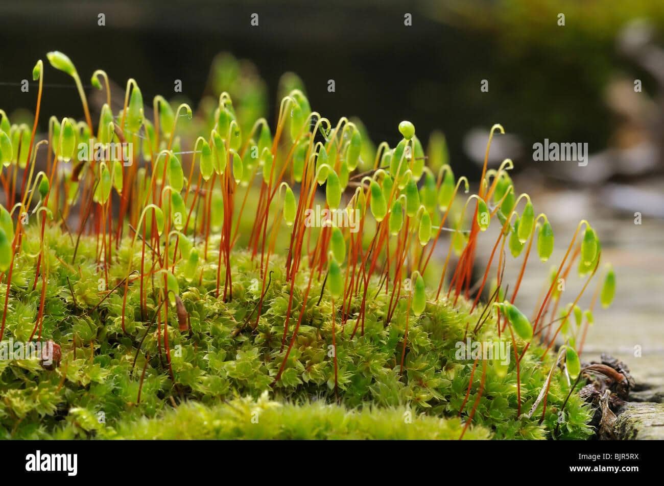 moss-bryum-capillare-BJR5RX.jpg