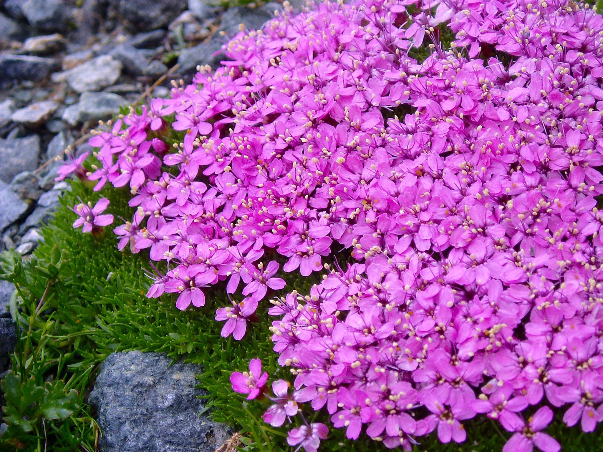 moss-campion.jpg