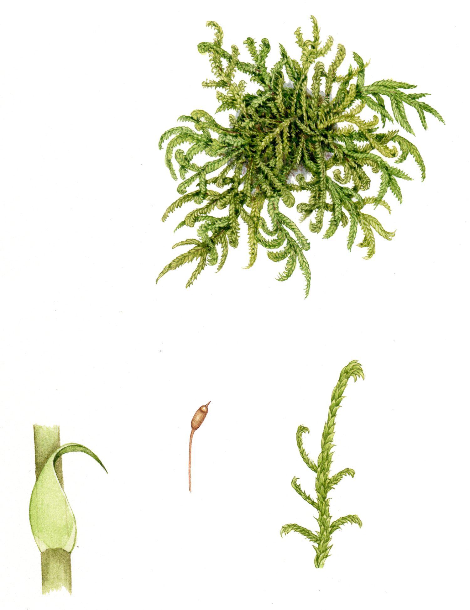 moss-cypress-leaved-plait-moss-hypnum-cupressiforme-1500x1946.jpg