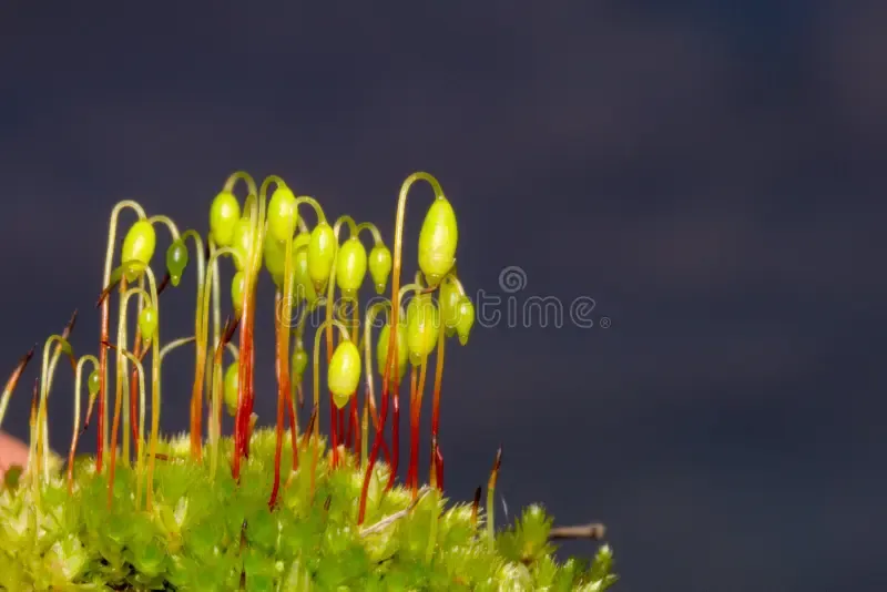 moss-detail-macro-sporangi-52410599.jpg