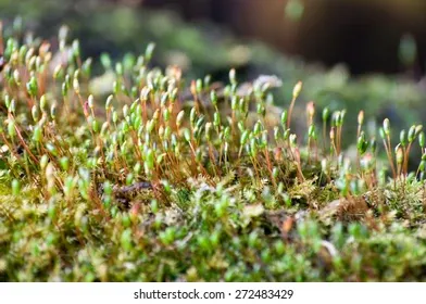 moss-detail-mnium-undulatum-260nw-272483429.jpg