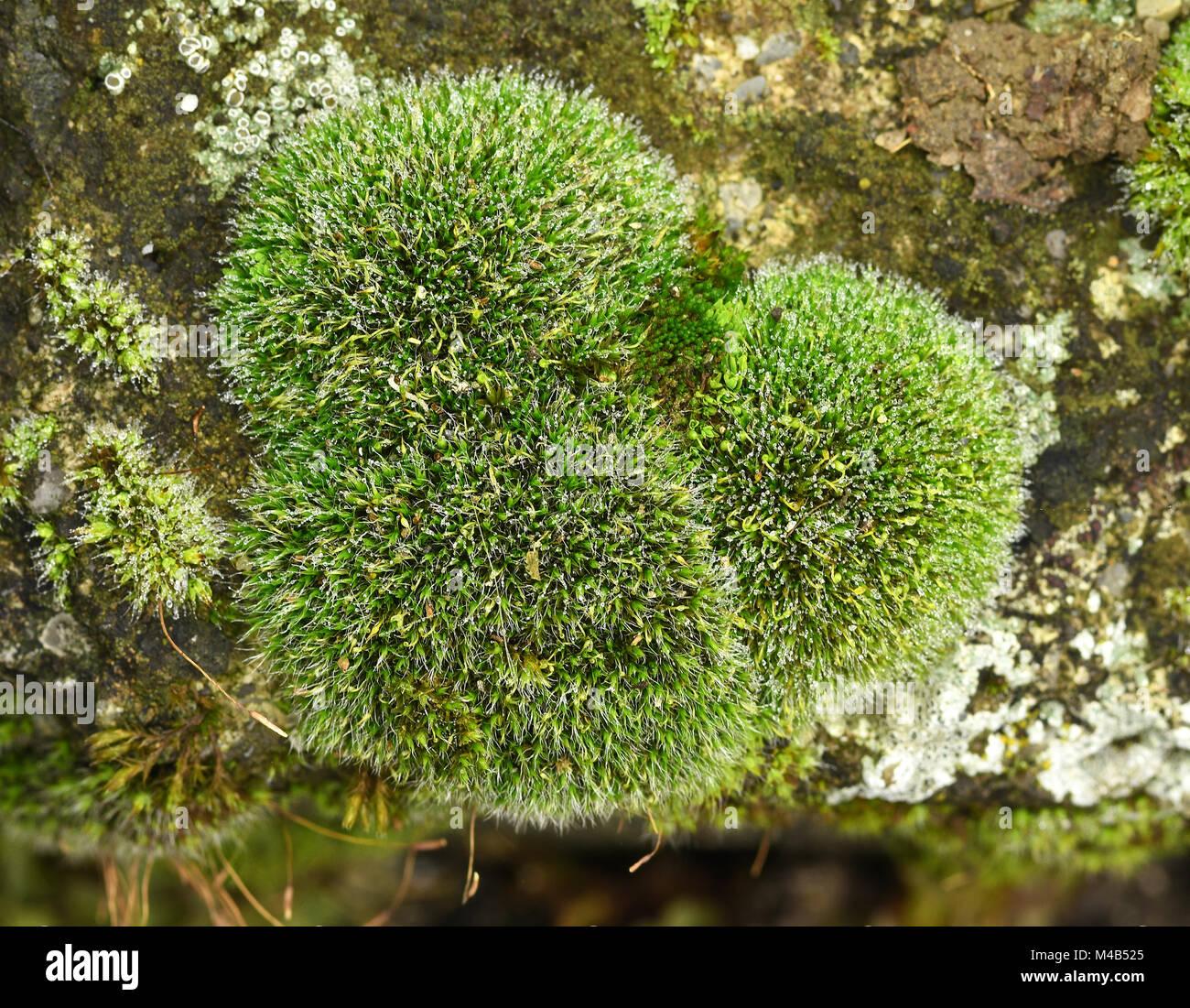 moss-gray-cushioned-grimmia-moss-grey-cushioned-grimmia-grimmia-pulvinata-M4B525.jpg