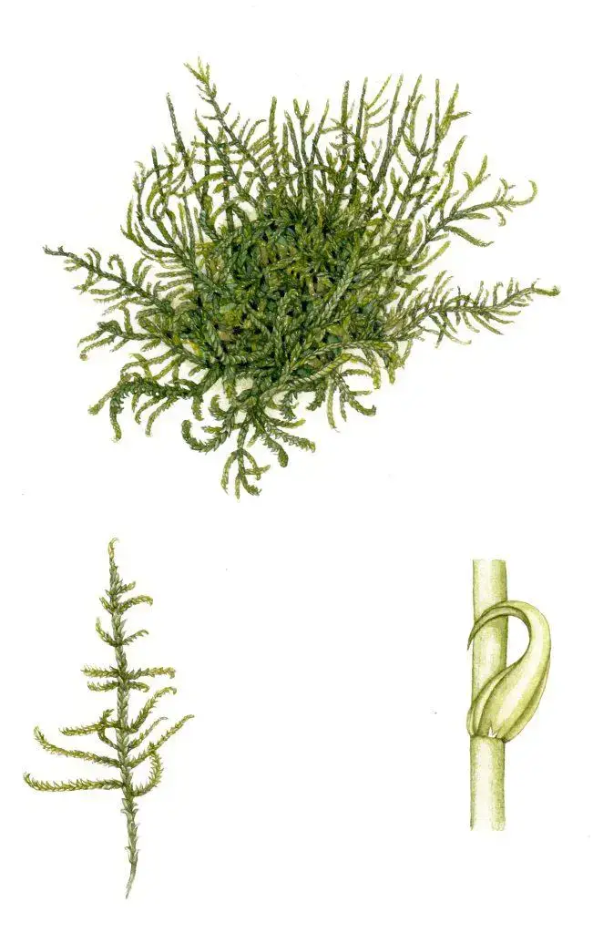 moss-heath-plait-moss-hypnum-jutlandicum-651x1024.jpg