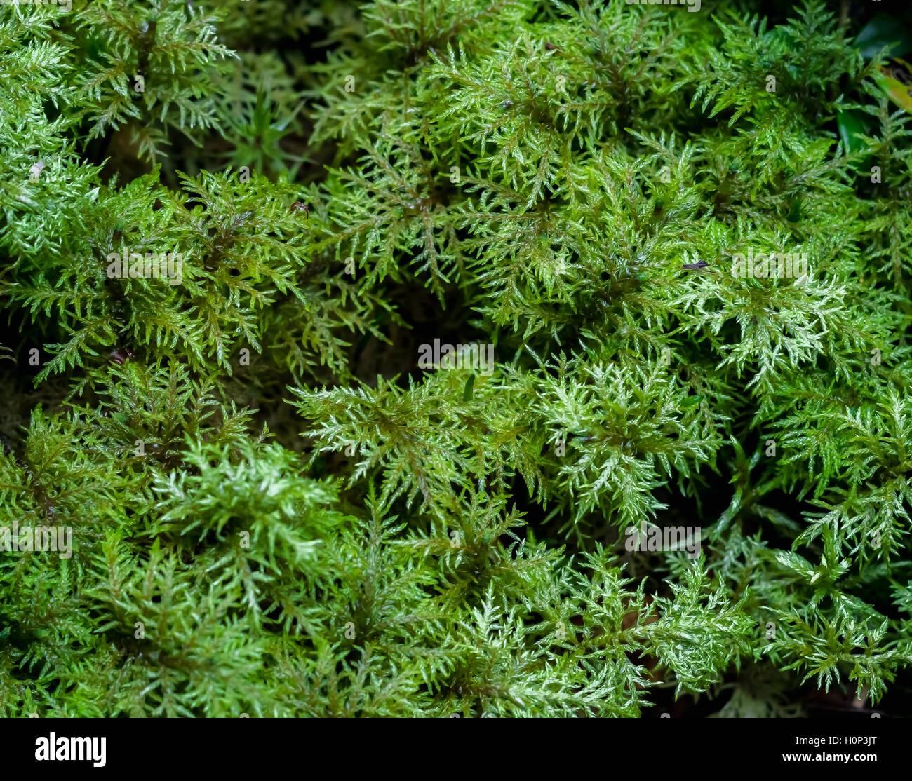 moss-hylocomium-splendens-H0P3JT.jpg