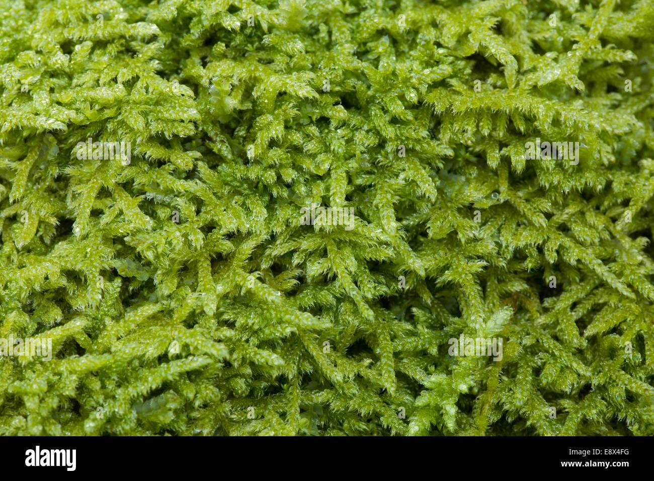 moss-hypnum-cupressiforme-E8X4FG.jpg