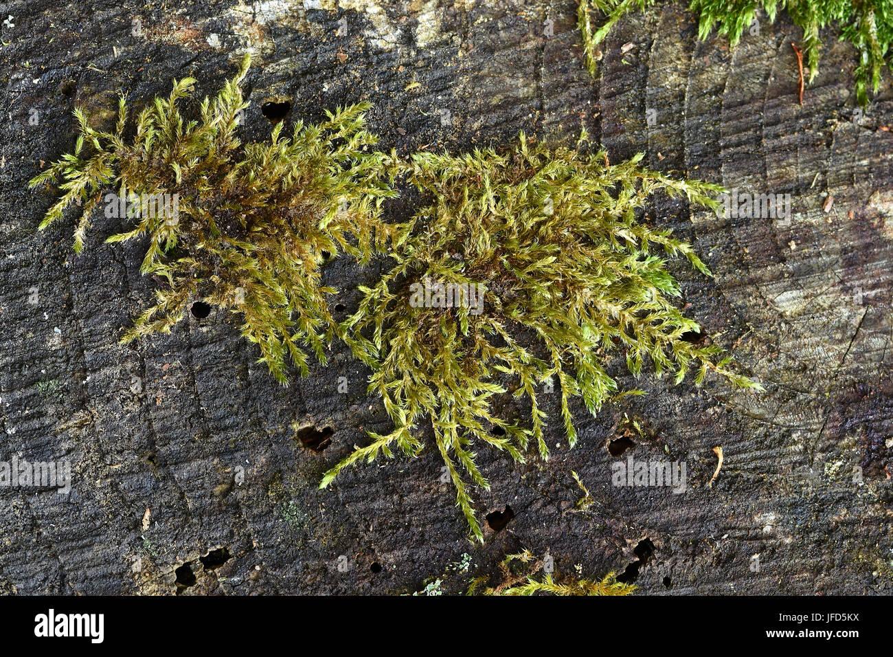 moss-hypnum-moss-mossy-covered-with-moss-JFD5KX.jpg