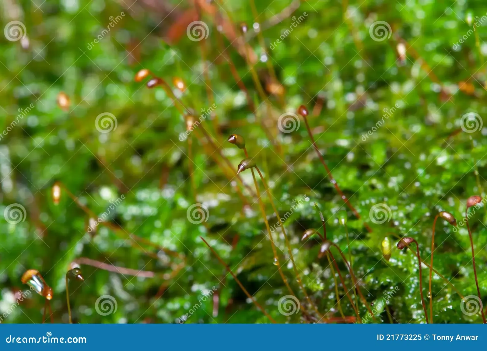 moss-macro-21773225.jpg