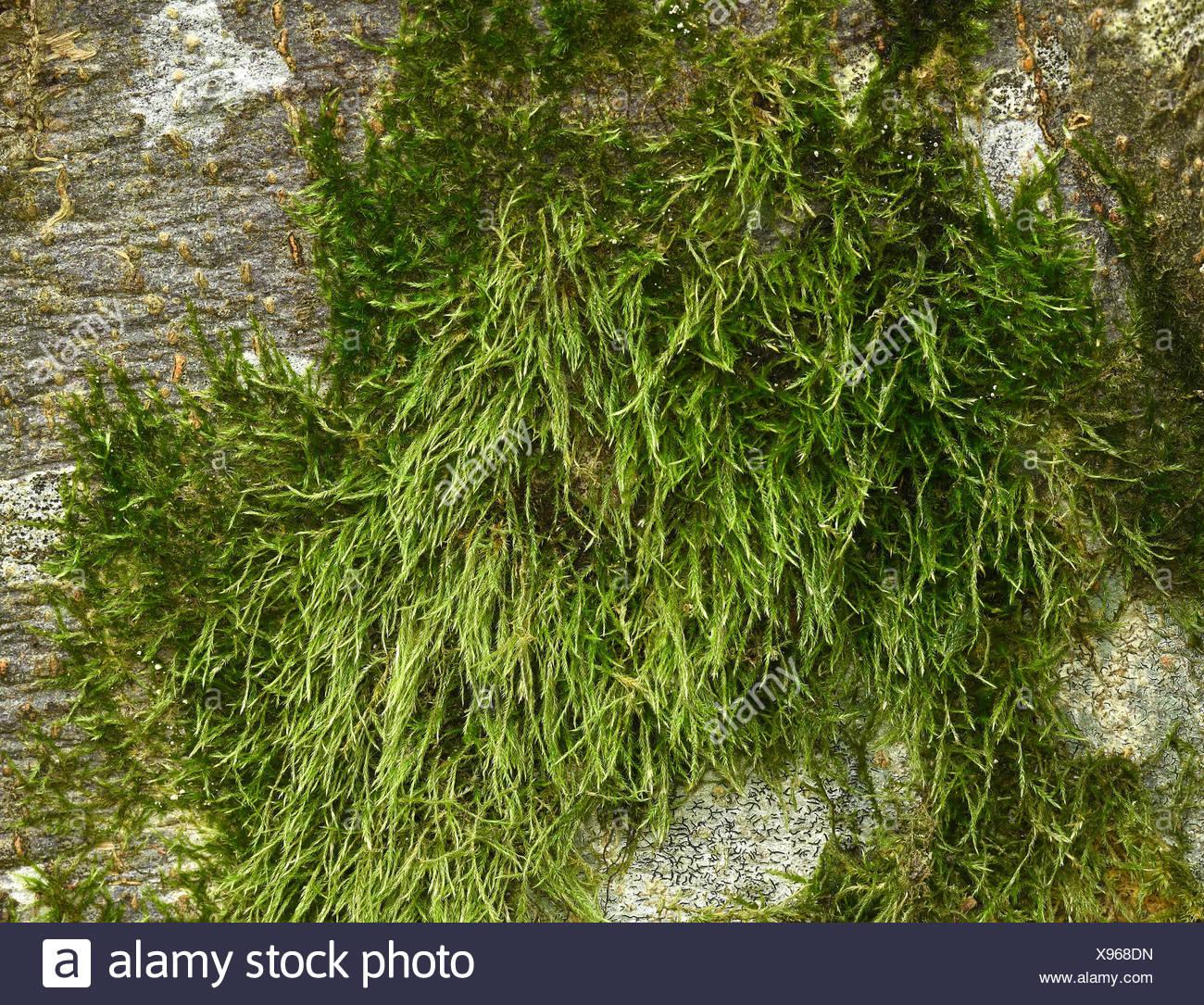 moss-mossy-tree-moss-hypnum-moss-X968DN.jpg