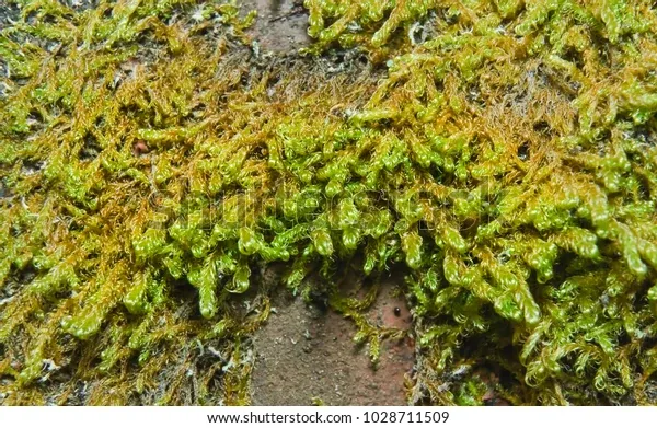 moss-neckera-crispa-macro-600w-1028711509.jpg