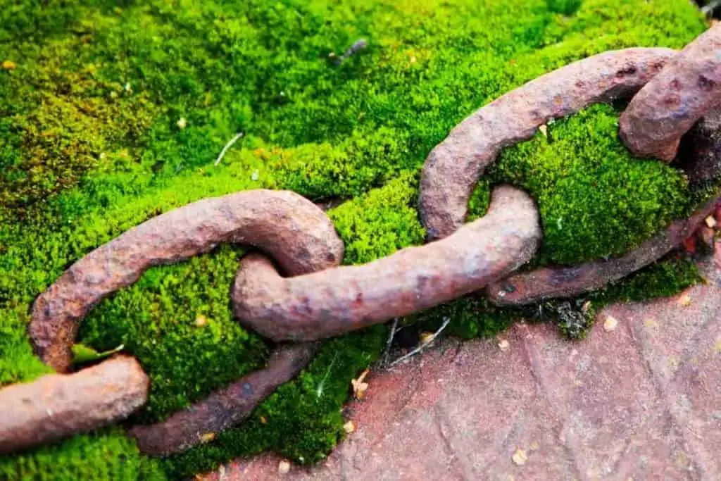 moss on metal