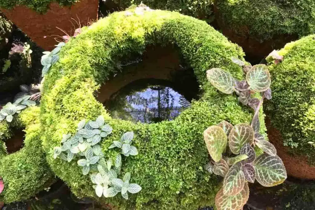 Moss on plant pots