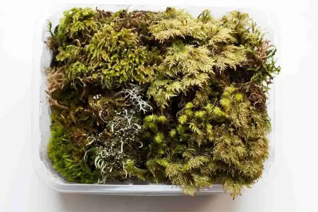 Moss On Plastic