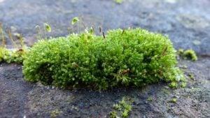 moss-on-rock-300x169.jpg