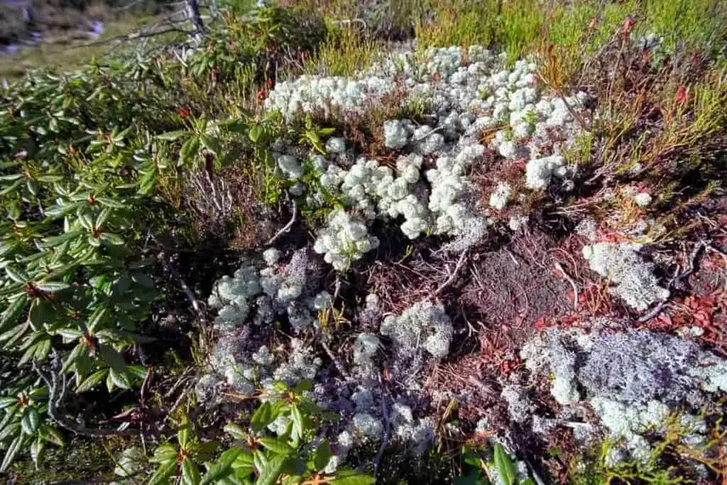 moss on soil