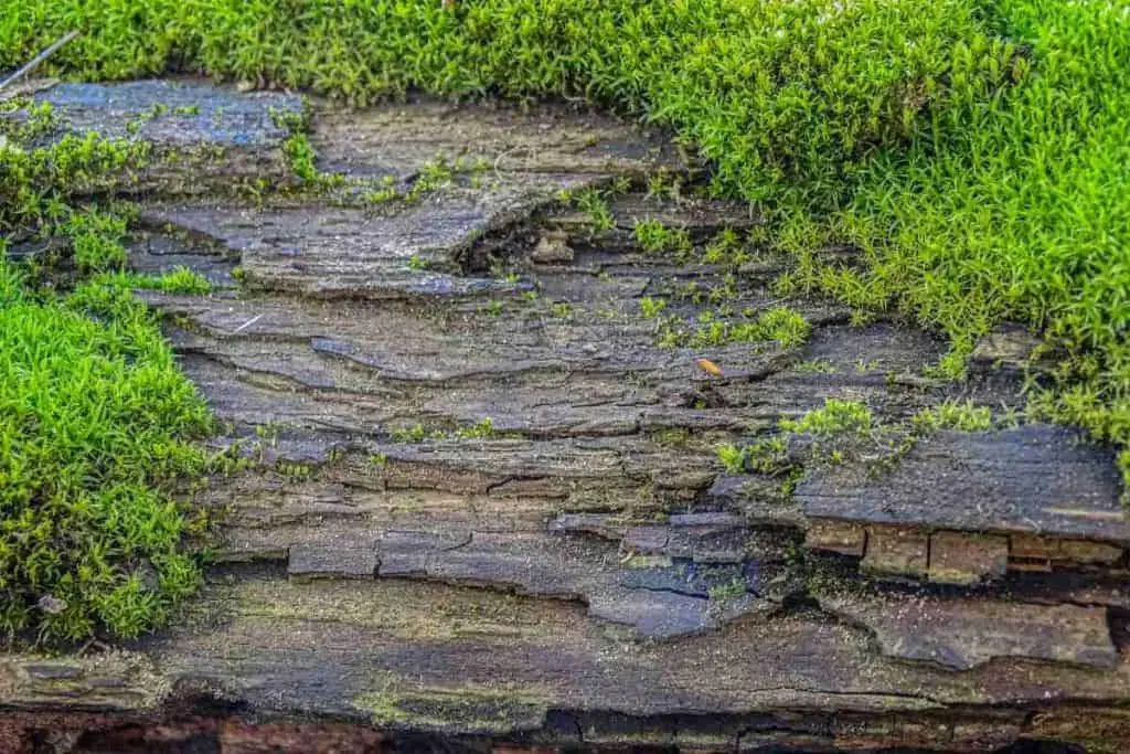 moss growing on wood