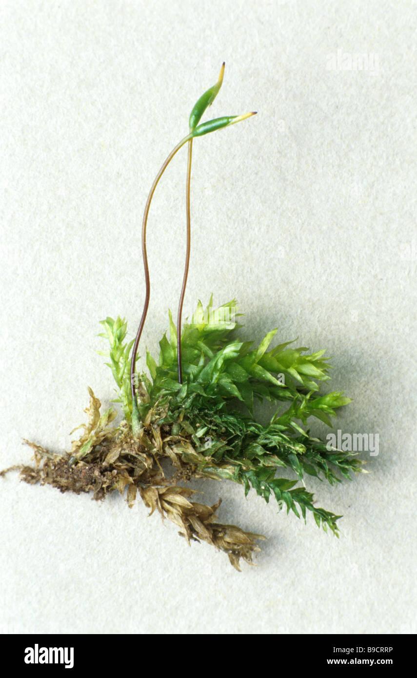 moss-plagiothecium-undulatum-fruiting-capsules-B9CRRP.jpg