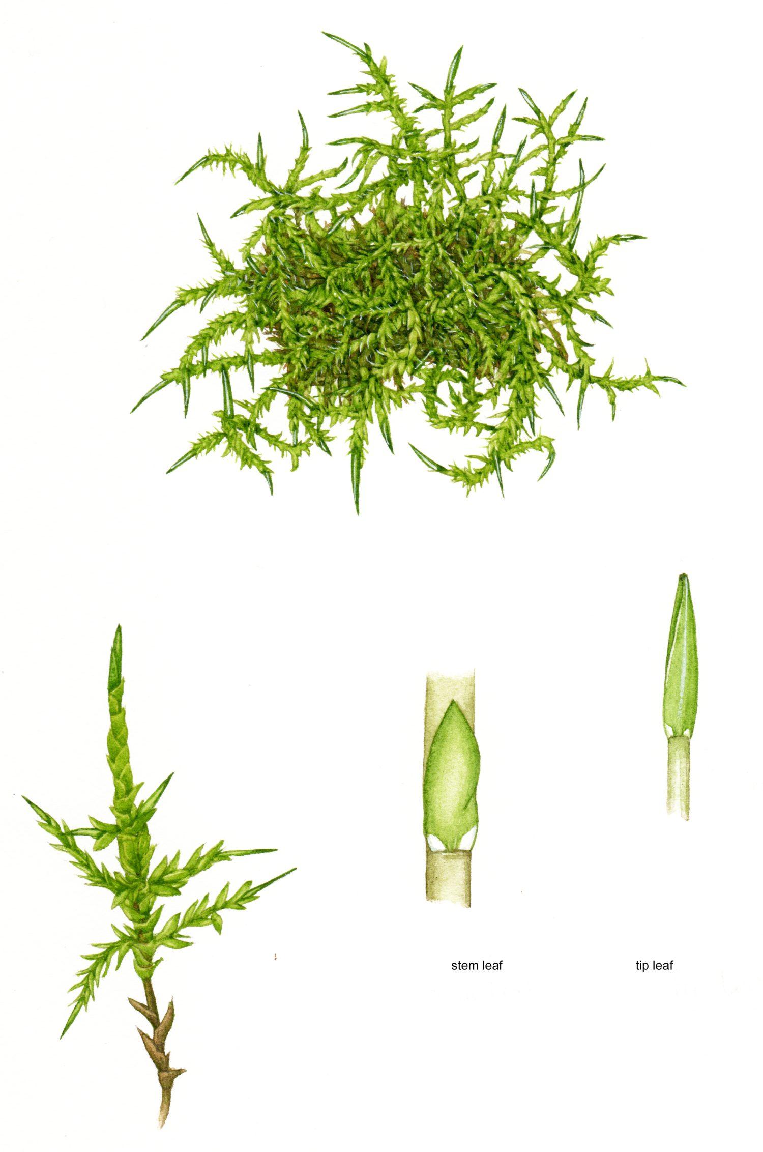 moss-pointed-spear-moss-calliergonella-cuspidata-1500x2264.jpg