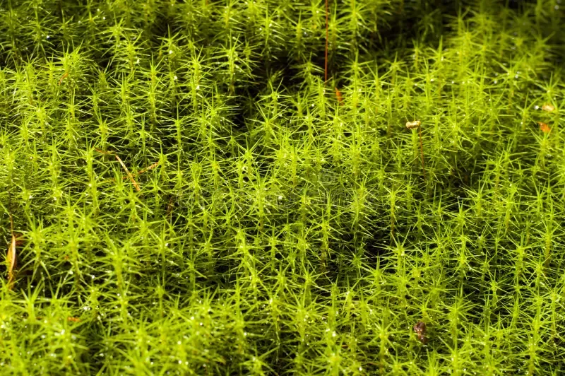 moss-polytrichum-7273274.jpg