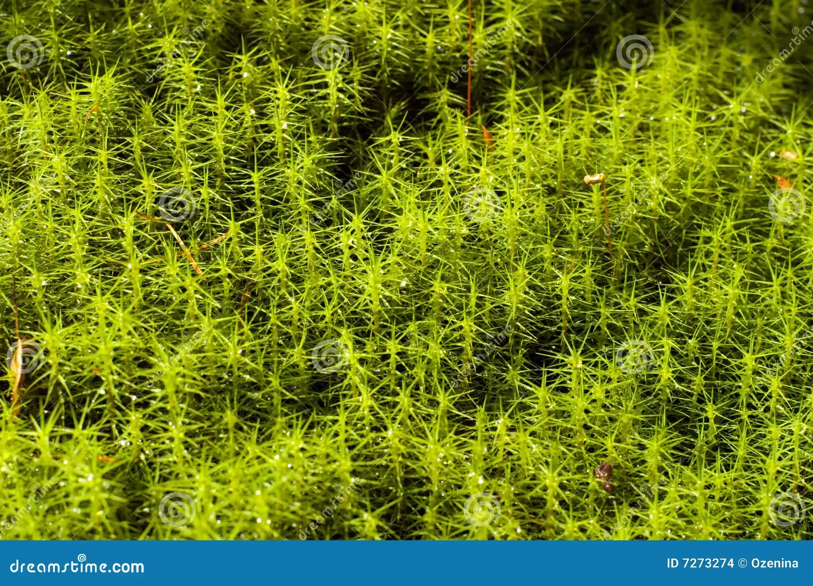 moss-polytrichum-7273274.jpg