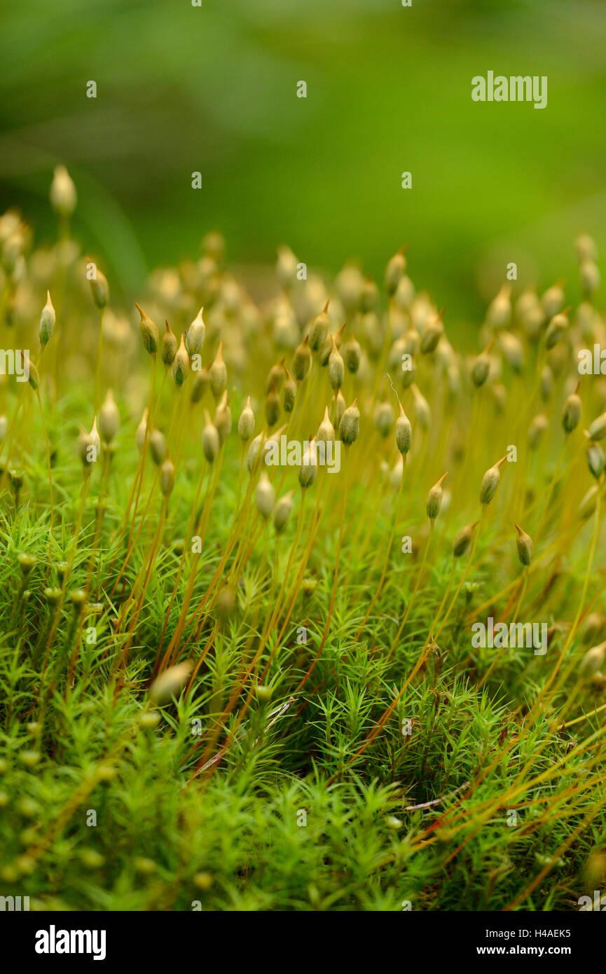 moss-polytrichum-polytrichastrum-formosum-H4AEK5.jpg