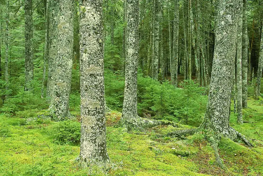 moss-spruce-trees-acadia-nat-park-jim-schwabel.jpg