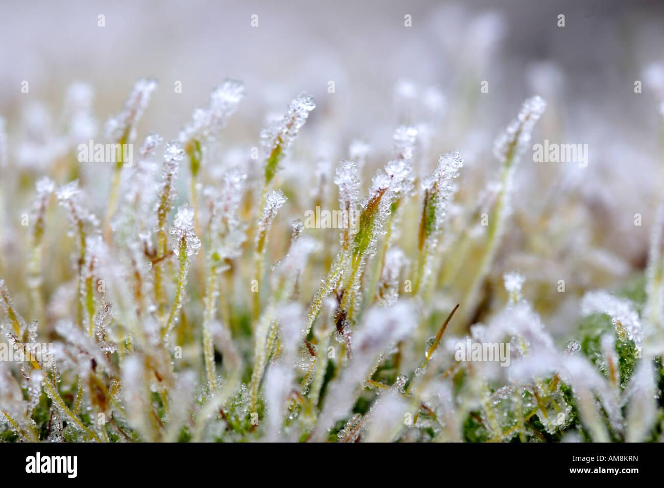 moss-tortula-muralis-covered-in-frost-close-up-AM8KRN.jpg