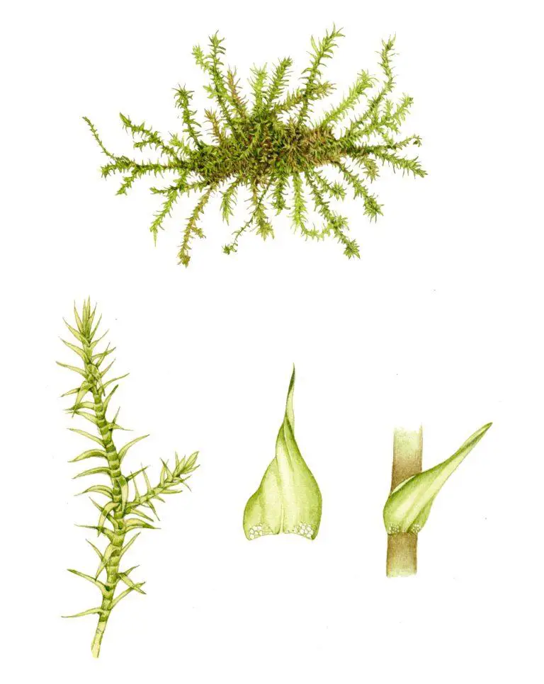 moss-yellow-starry-feather-moss-campyllium-stellatum-768x966.jpg