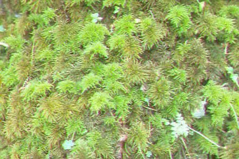 moss028.jpg