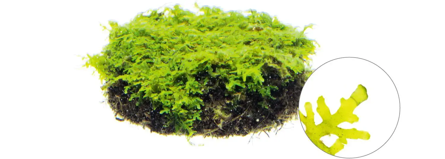 moss_22.jpg