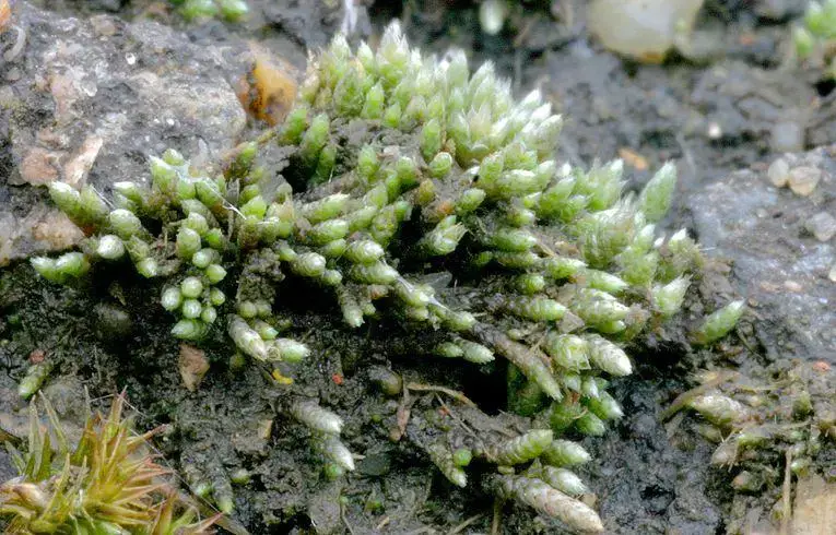 moss_Bryum_argenteum_rs_c.jpg