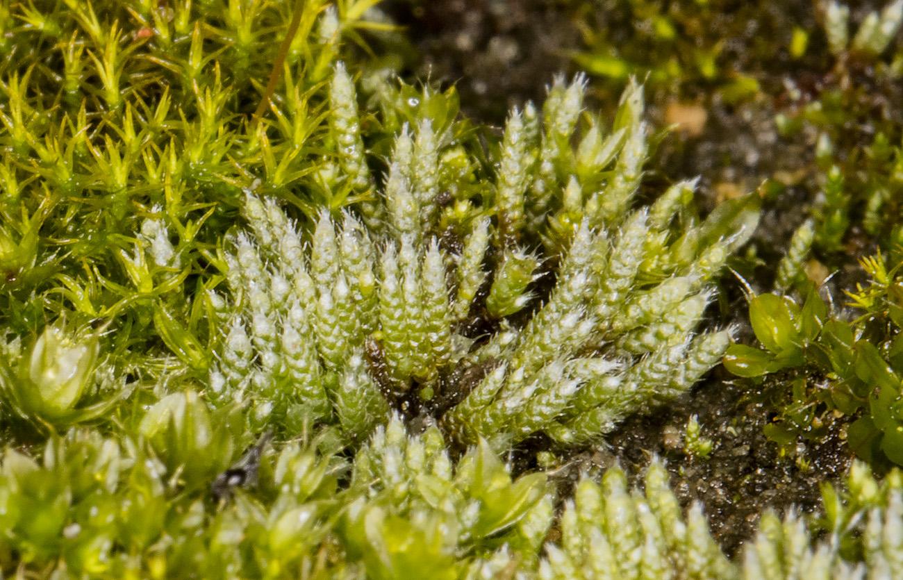 moss_bryum_argenteum_2016.09.03.jpg