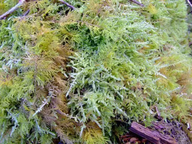 moss_eurhynchium_praelongum_02-06_1.jpg