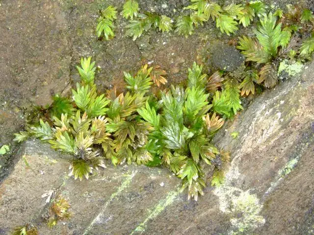 moss_fissidens_species_10-03-06_1.jpg