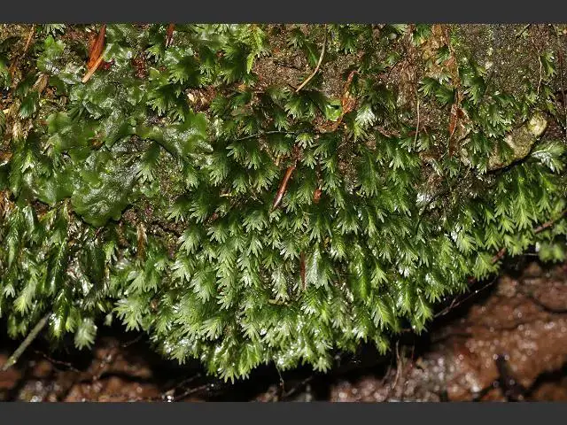 moss_fissidens_species_15-11-10_3.jpg