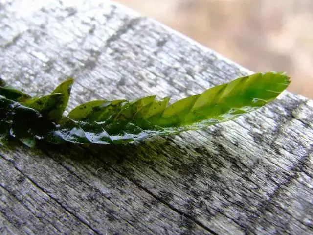 moss_fontinalis_antipyretica_common_water_moss_leaves_close-up_04-02-06.jpg