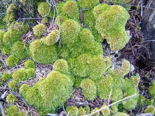 moss_leucobryum_glaucum_07-10-04_1.jpg