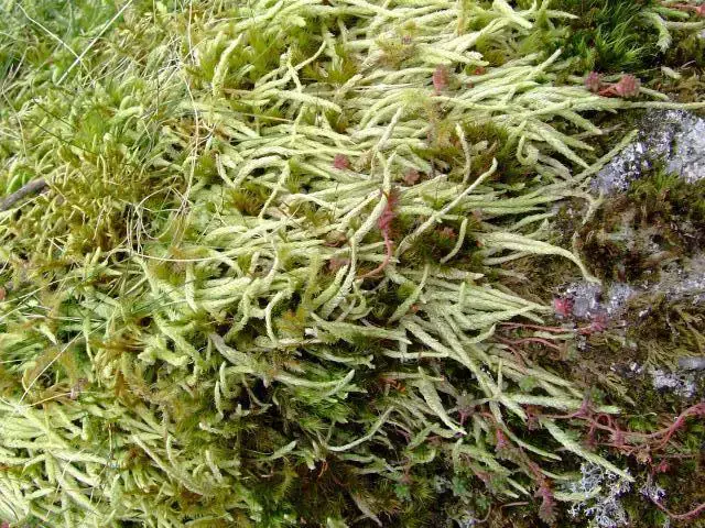 moss_plagiothecium_undulatum_02-06.jpg