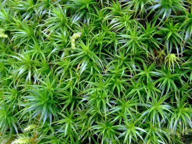 moss_polytrichum_species_1_02-06.jpg