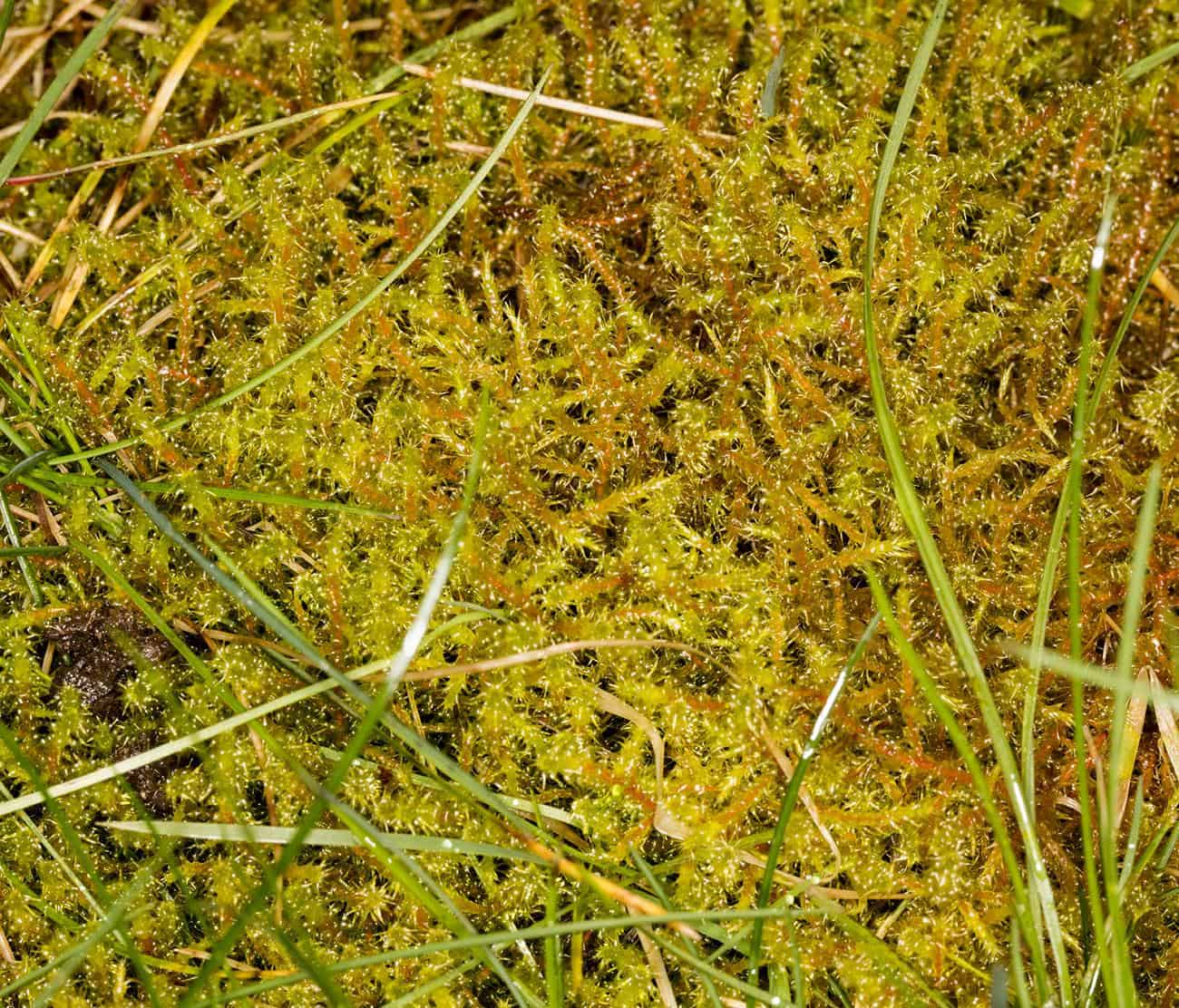 moss_rhytidiadelphus_squarrosus_2016.09.03_a.jpg